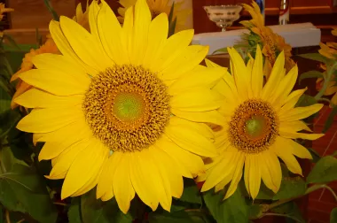 Sonnenblumen: Sch&ouml;nheiten der Natur (Foto: Hans D&uuml;bendorfer)